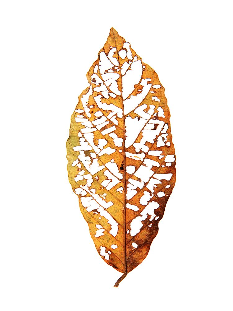 Rainforst Leaf 01 art print by Shot by Clint for $57.95 CAD