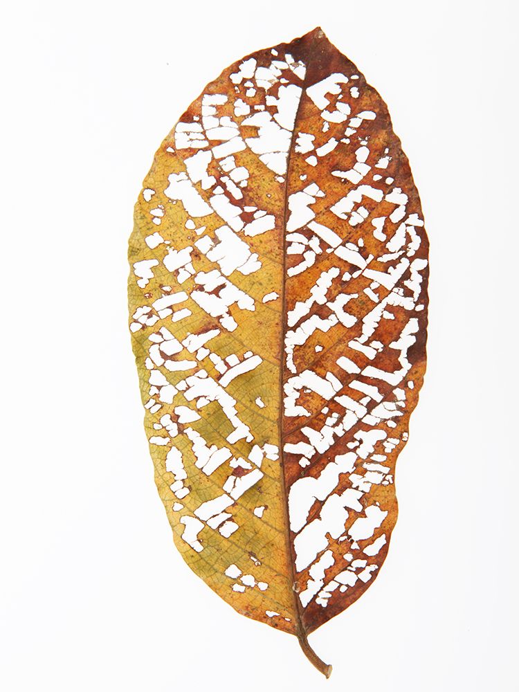 Rainforst Leaf 02 art print by Shot by Clint for $57.95 CAD