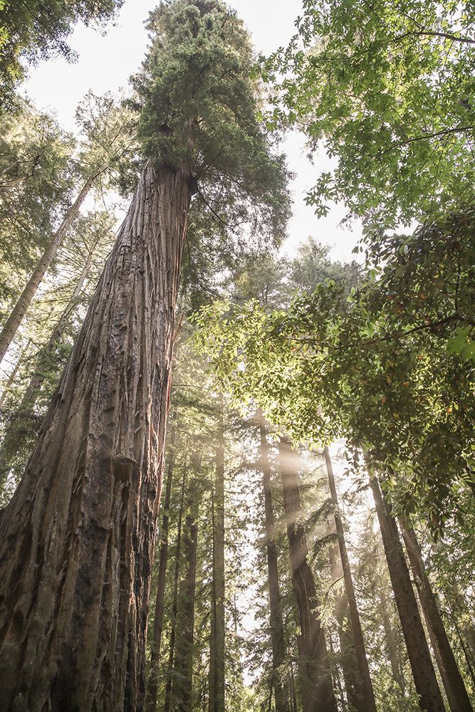 Redwoods art print by Shot by Clint for $57.95 CAD