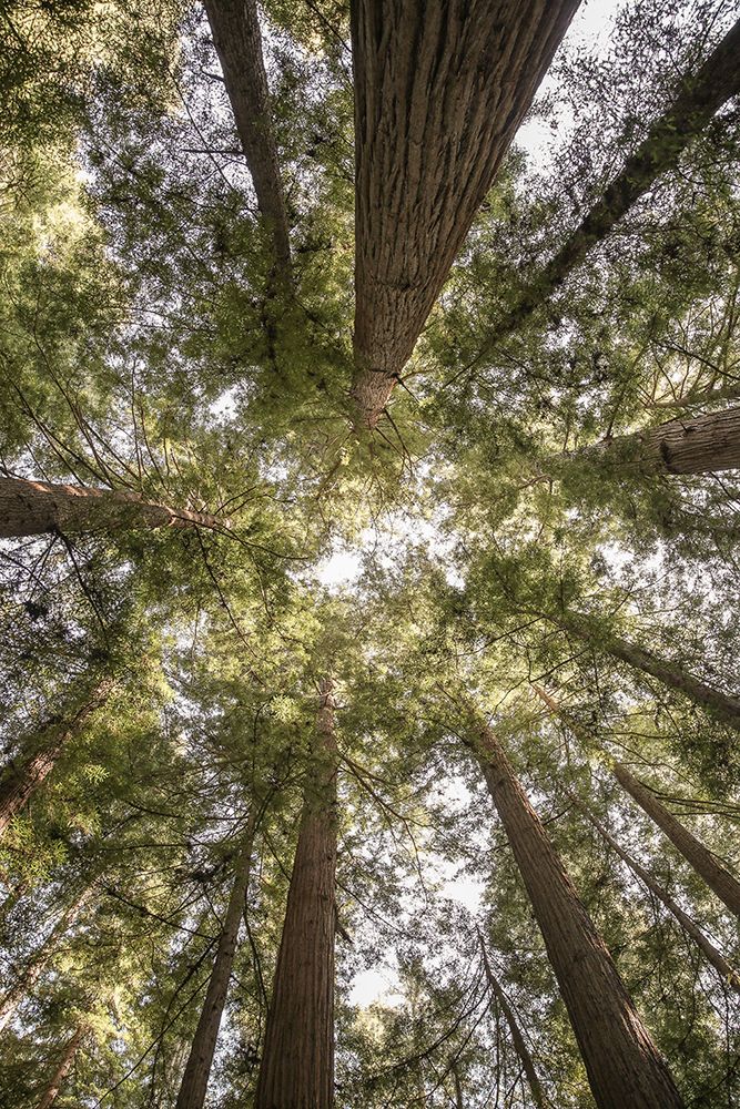 Reedwood Forest art print by Shot by Clint for $57.95 CAD