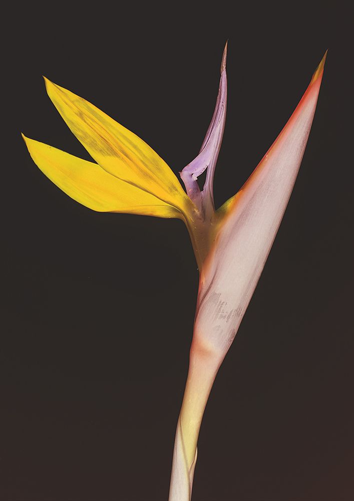 Regina art print by Shot by Clint for $57.95 CAD