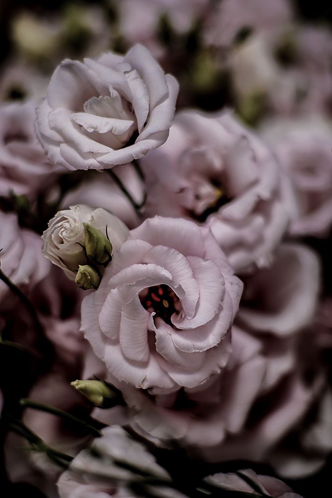 Rosa art print by Shot by Clint for $57.95 CAD