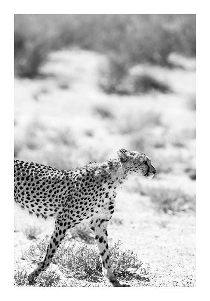 Safari Katjpg art print by Shot by Clint for $57.95 CAD