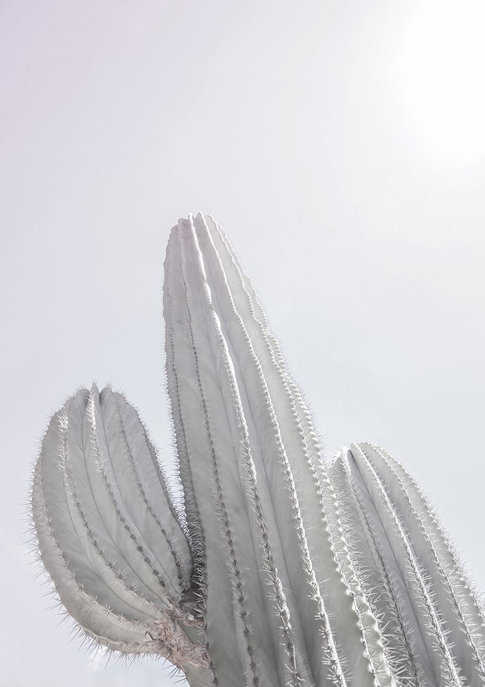 Saguaro Gk 09 art print by Shot by Clint for $57.95 CAD