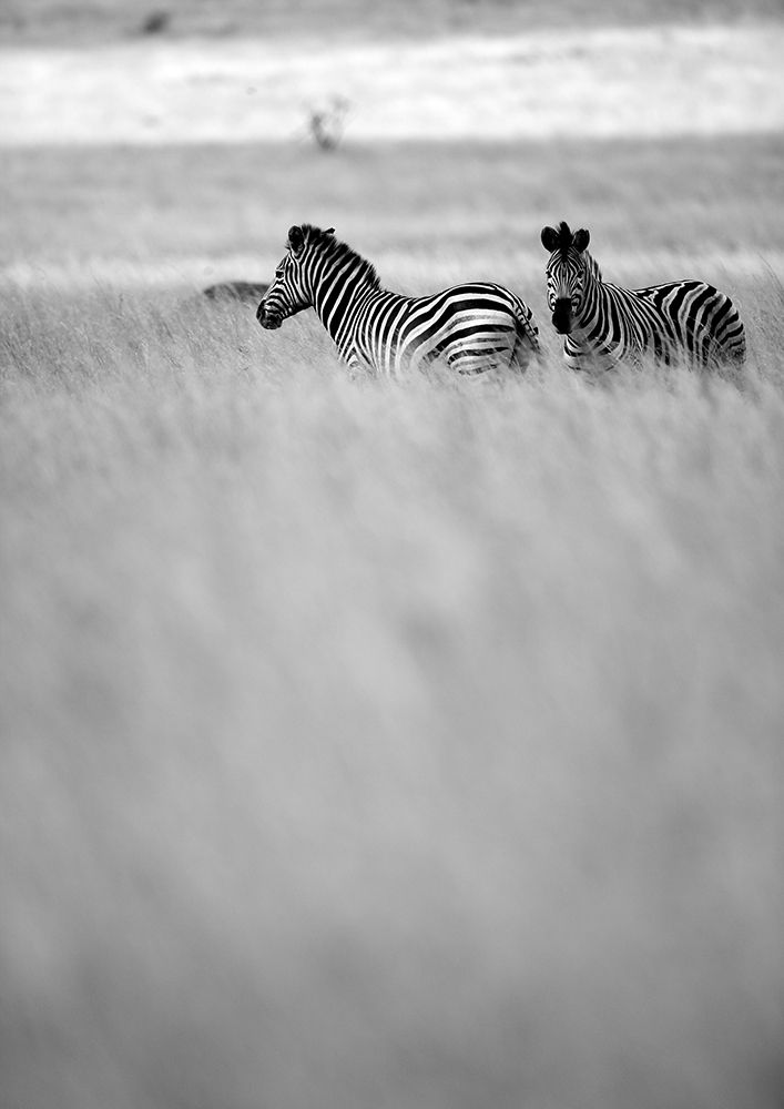 Savannah art print by Shot by Clint for $57.95 CAD