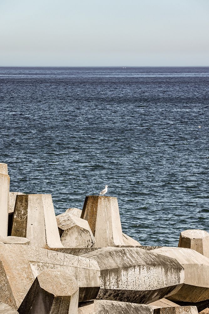 Sea Bird art print by Shot by Clint for $57.95 CAD