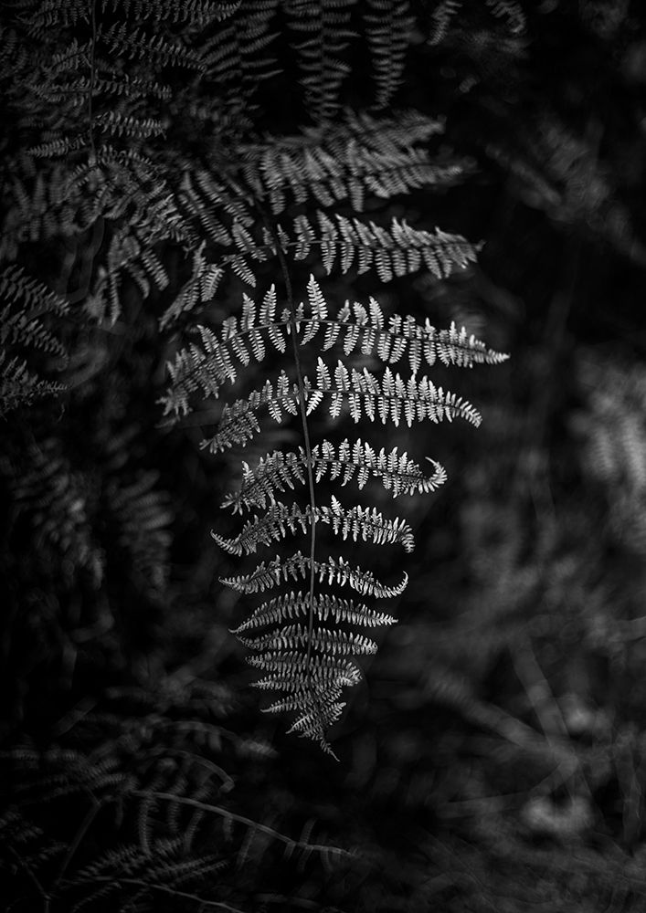 Silver Fern art print by Shot by Clint for $57.95 CAD