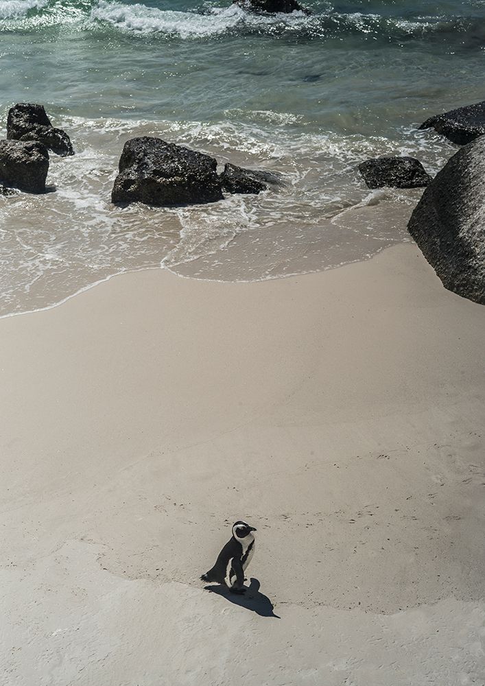 Solo art print by Shot by Clint for $57.95 CAD