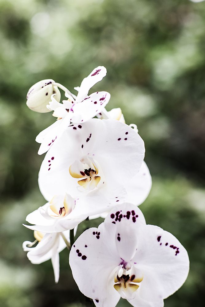Spring Blooms art print by Shot by Clint for $57.95 CAD