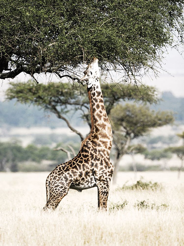 Stretch art print by Shot by Clint for $57.95 CAD