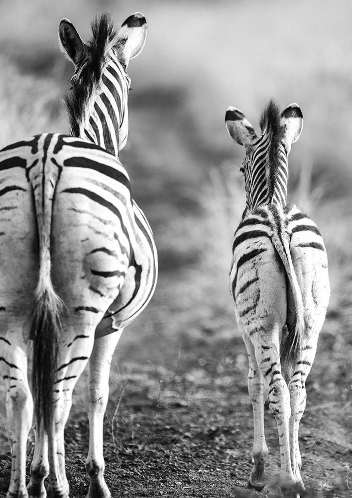 Striped Horse Back Side art print by Shot by Clint for $57.95 CAD