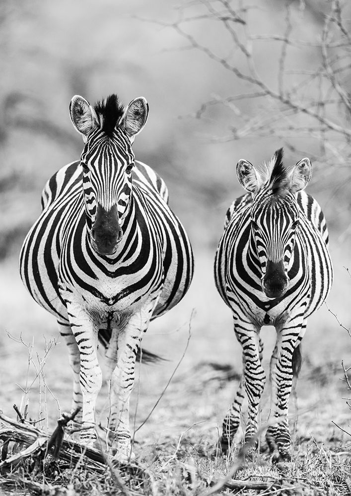 Striped Horse Front On art print by Shot by Clint for $57.95 CAD