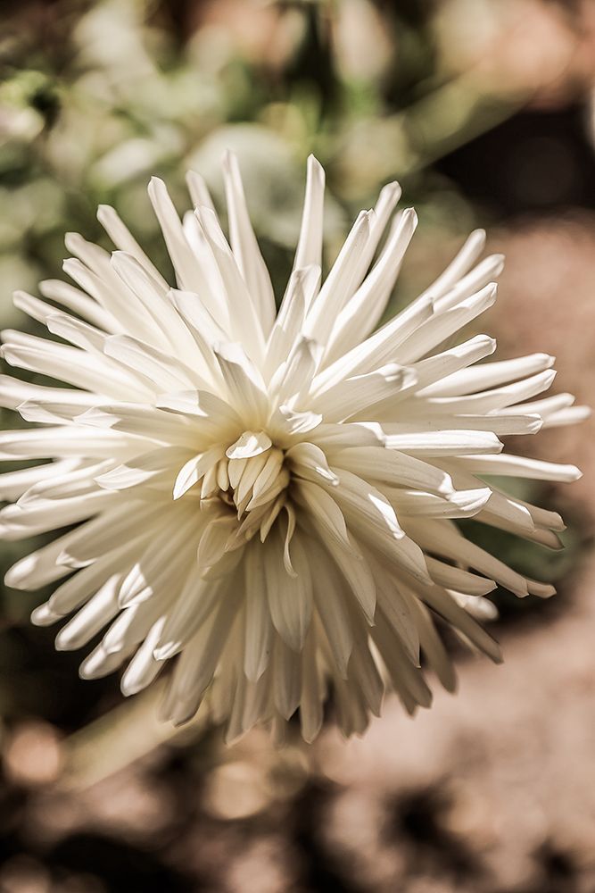 Summer Bloom art print by Shot by Clint for $57.95 CAD