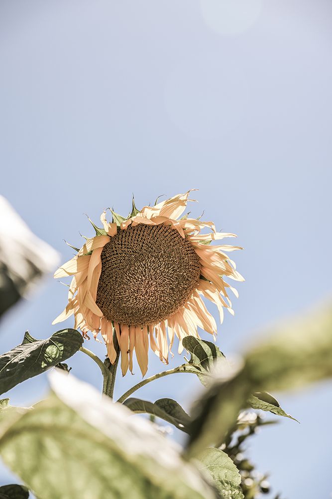 Sun Bloom art print by Shot by Clint for $57.95 CAD