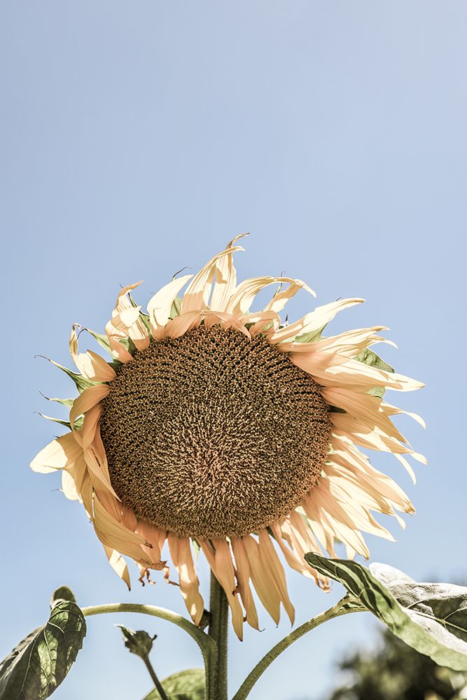 Sunny Bloom art print by Shot by Clint for $57.95 CAD