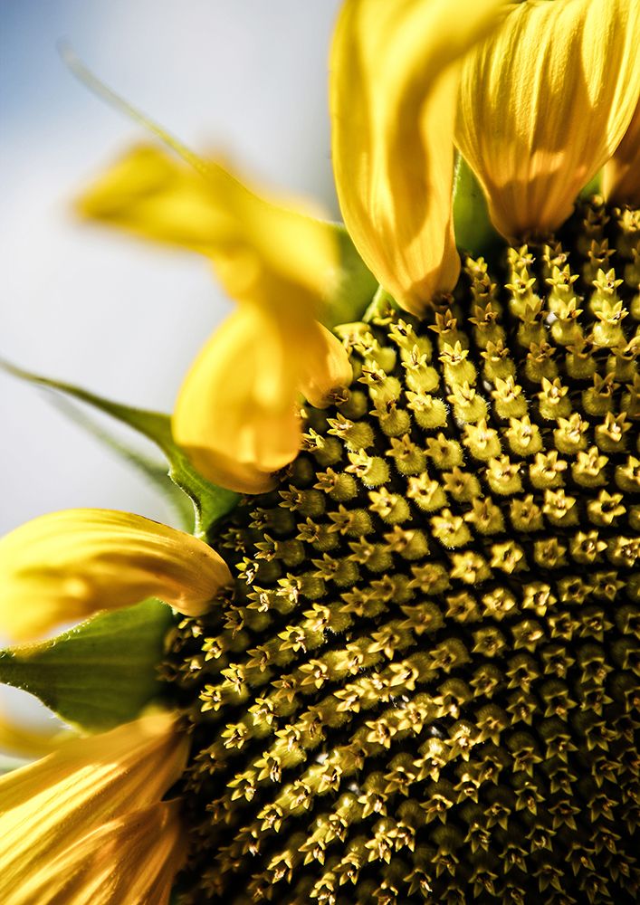 Sunflower art print by Shot by Clint for $57.95 CAD