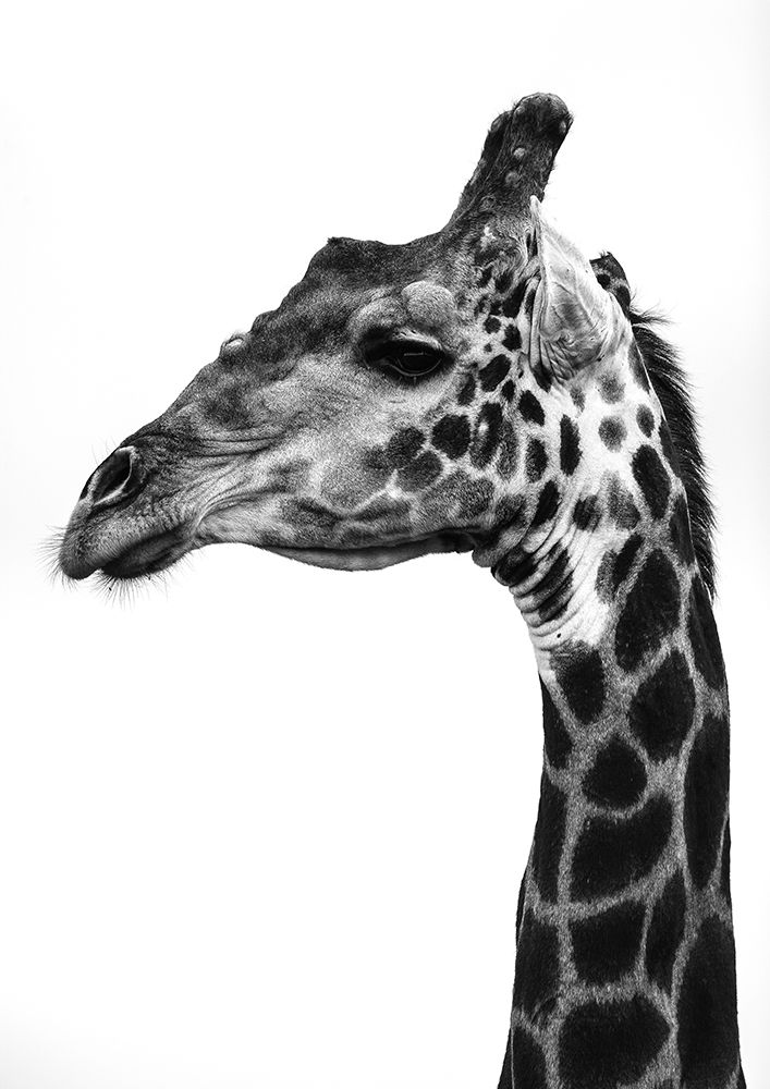 Super Safari No1 art print by Shot by Clint for $57.95 CAD