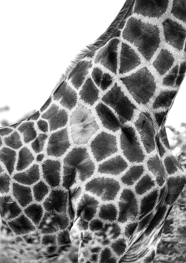 Super Safari No3 art print by Shot by Clint for $57.95 CAD