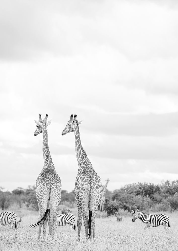 Super Safari No2 art print by Shot by Clint for $57.95 CAD