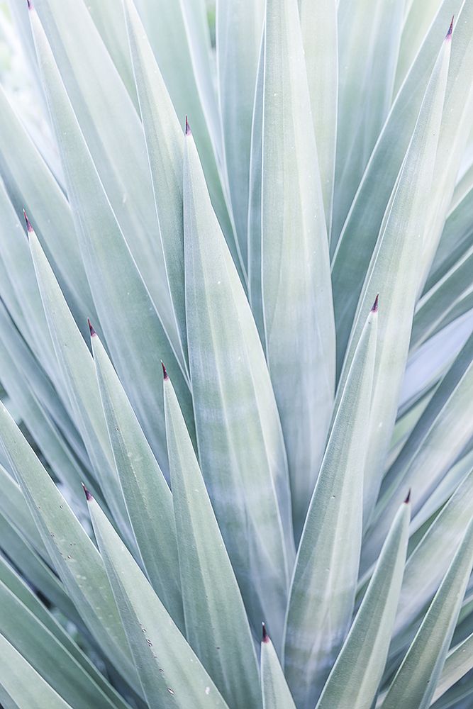 Tequilana art print by Shot by Clint for $57.95 CAD