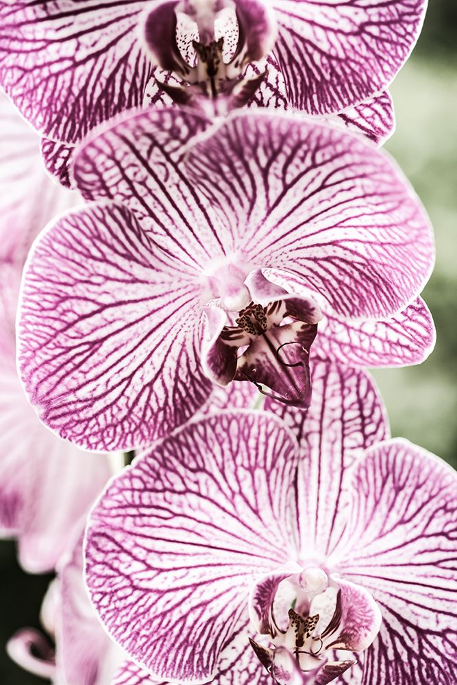 Tiger Blooms art print by Shot by Clint for $57.95 CAD
