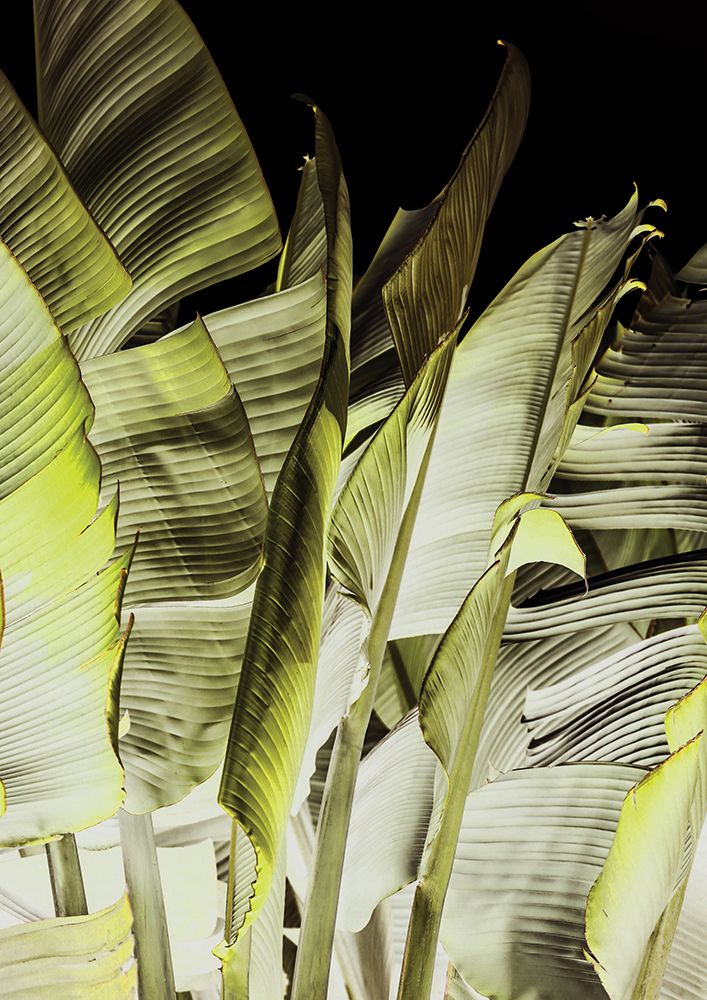 Travellers Palm art print by Shot by Clint for $57.95 CAD