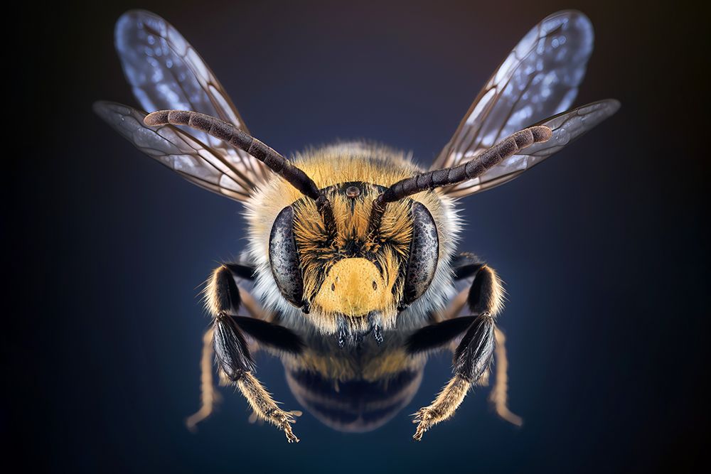 WildBee art print by Marcel Egger for $57.95 CAD