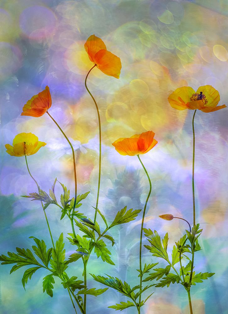 rainbow colours art print by Hilda van der for $57.95 CAD