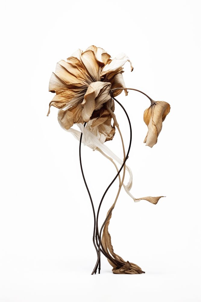 Curvy Elegance art print by Treechild for $57.95 CAD