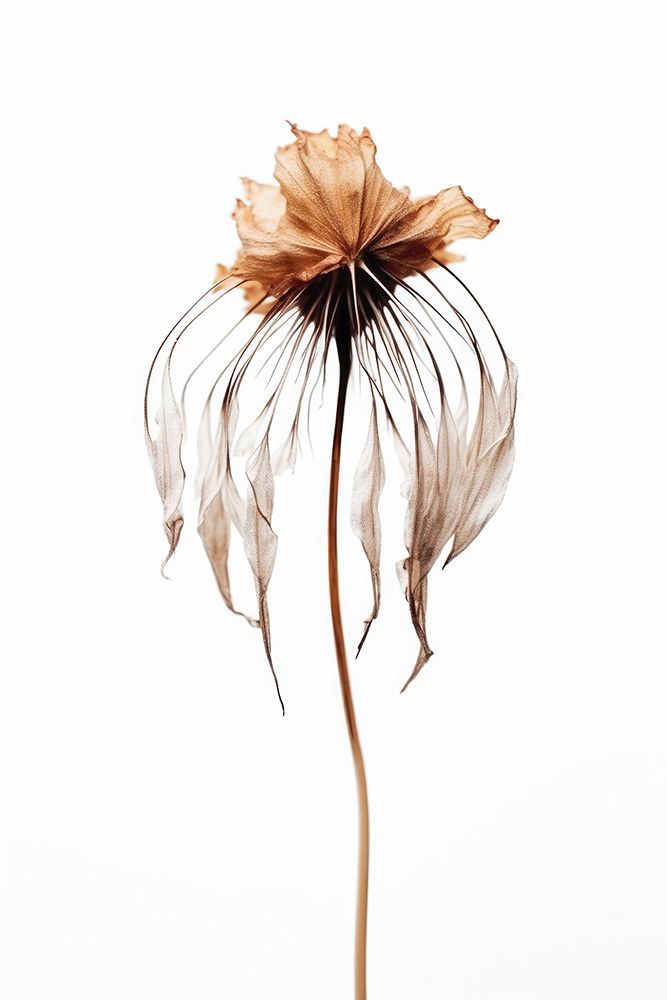 Dry Jelly Fish Flower art print by Treechild for $57.95 CAD
