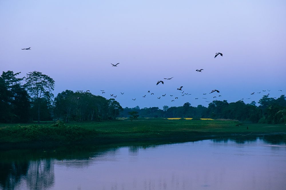 Flock Of Birds During The Blue Hour art print by Dahlia Ambrose for $57.95 CAD