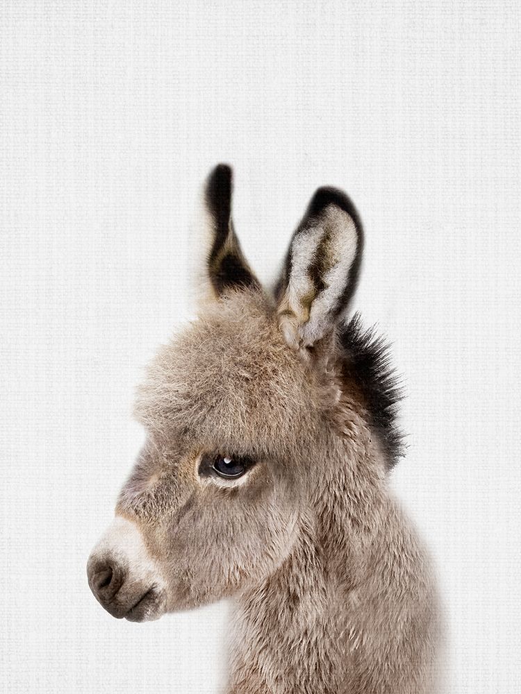 Peekaboo Baby Donkey art print by Lola Peacock for $57.95 CAD
