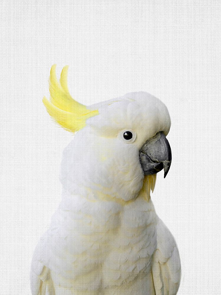 Peekaboo Cockatoo art print by Lola Peacock for $57.95 CAD