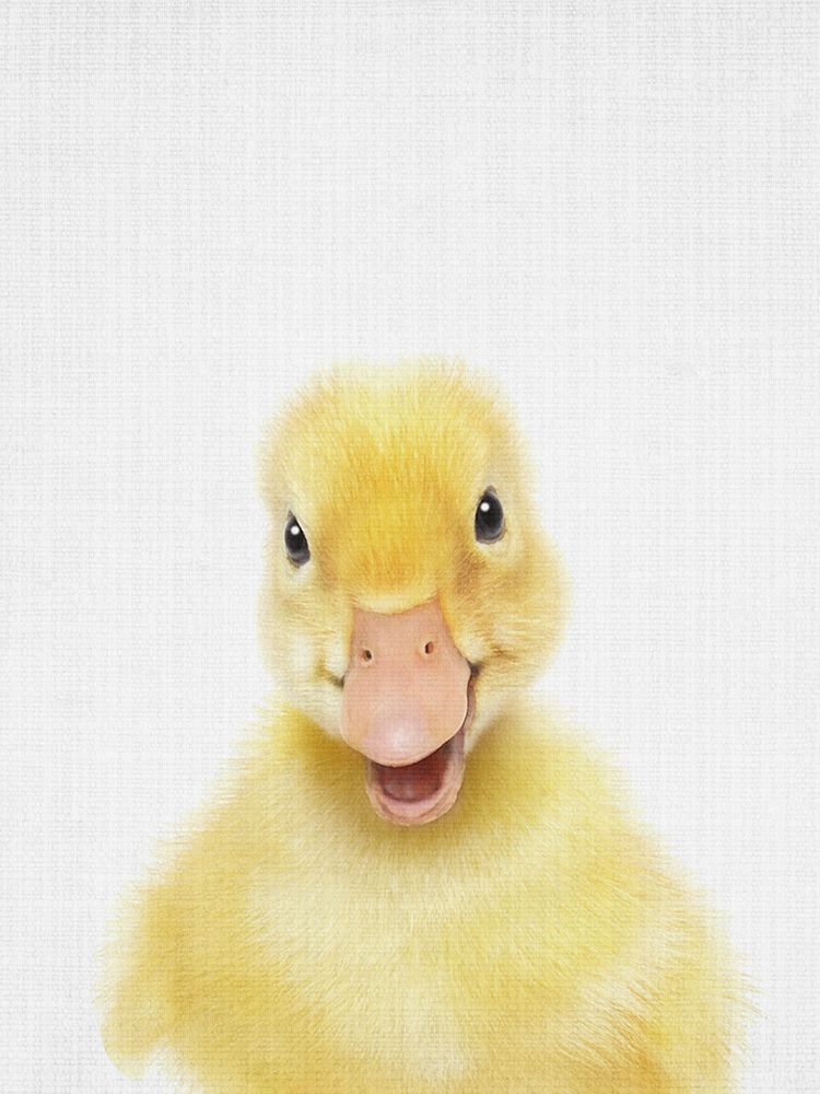 Peekaboo Baby Duck art print by Lola Peacock for $57.95 CAD