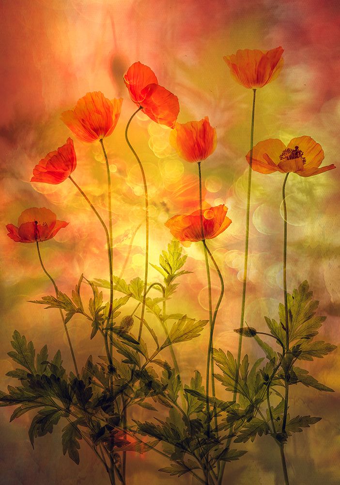 Fire art print by Hilda van der for $57.95 CAD