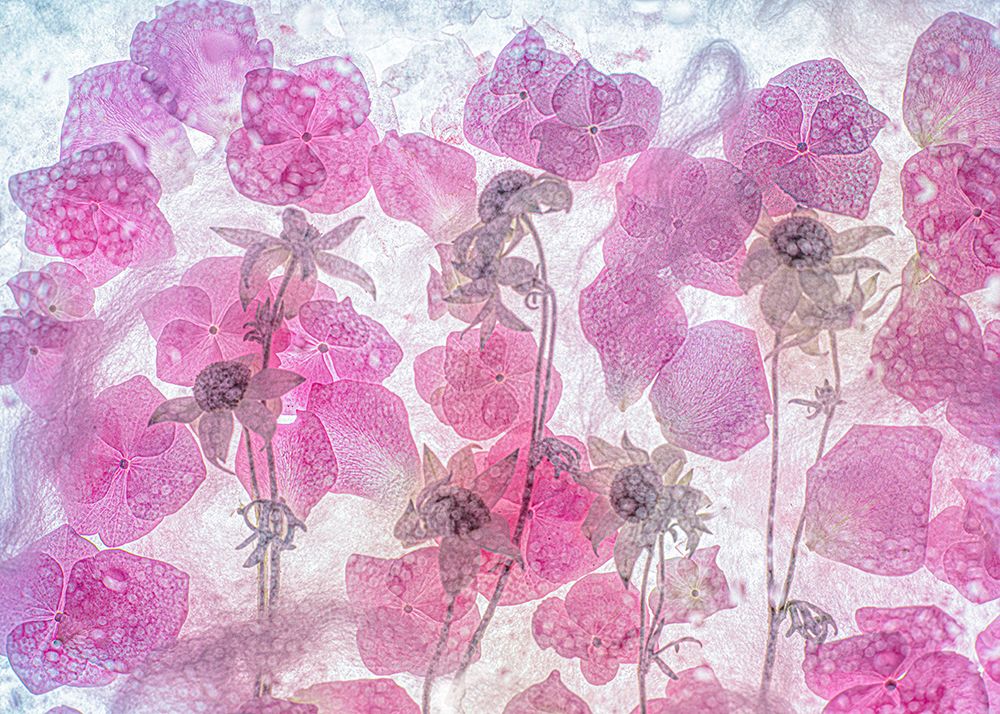 Dream Of Spring art print by Miharu for $57.95 CAD