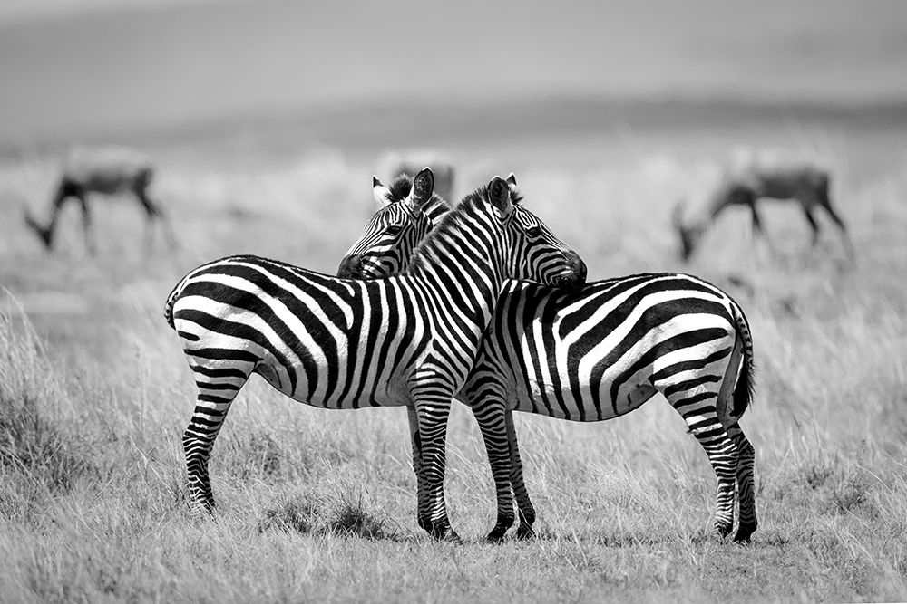 Monochrome Zebra Duo art print by Roshkumar for $57.95 CAD