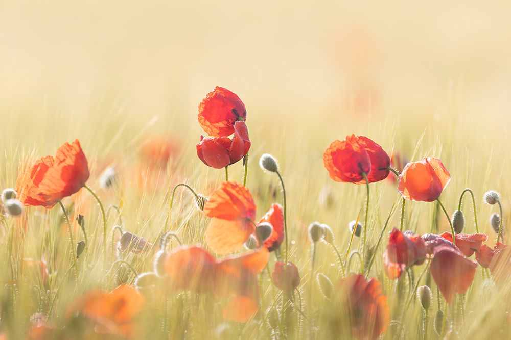 Spring mood! art print by Tony Goran for $57.95 CAD