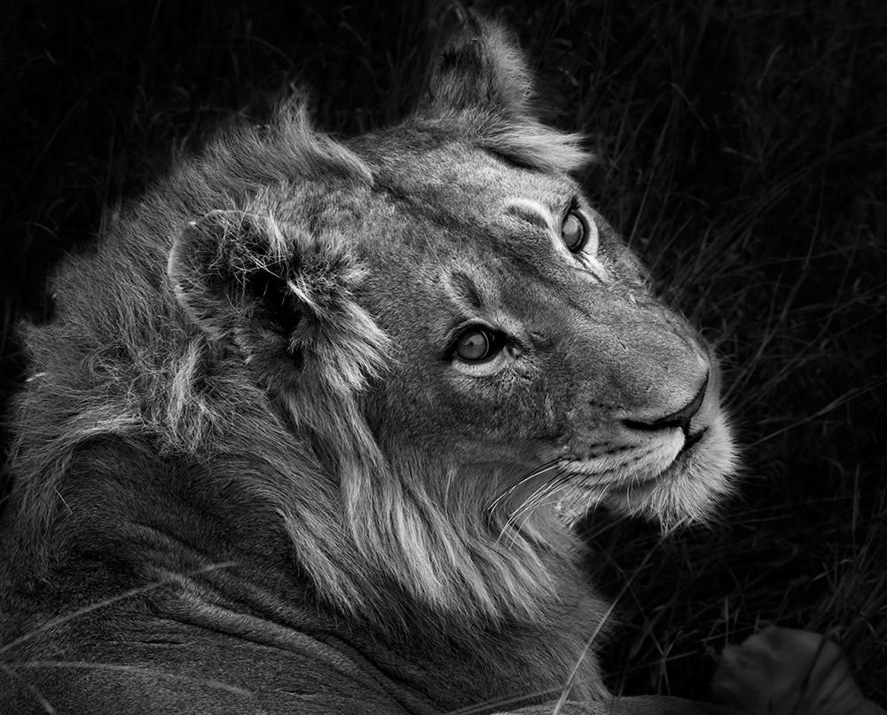 Black and White Lion Portrait art print by Claudi Lourens for $57.95 CAD