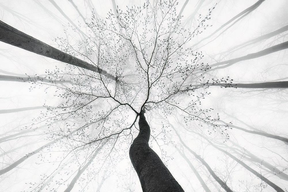 Spring visit to the forest art print by Tom Pavlasek for $57.95 CAD
