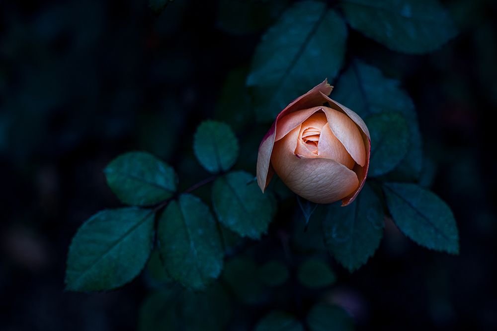 A Seductive Rose art print by Satoshi Hatsumori for $57.95 CAD