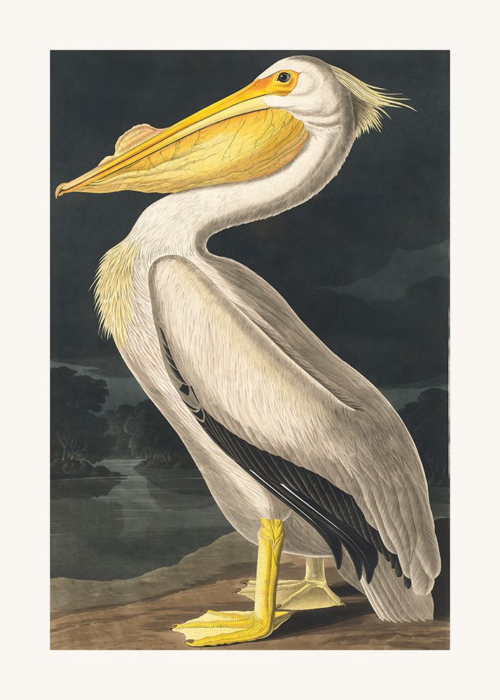 American White Pelican From Birds of America (1827) art print by Pictufy for $57.95 CAD