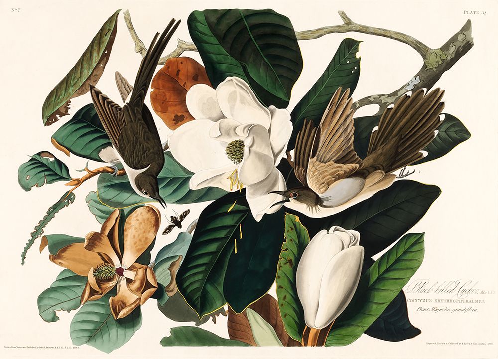 Black Billed Cuckoo From Birds of America (1827) art print by Pictufy for $57.95 CAD