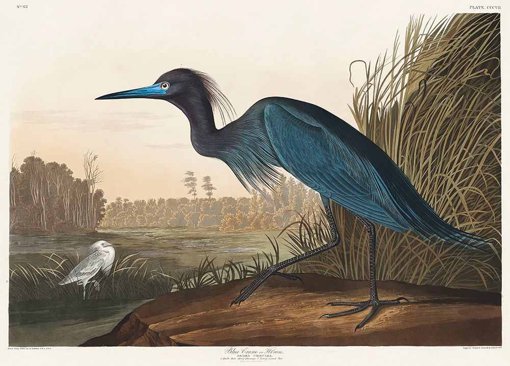 Blue Crane or Heron From Birds of America (1827) art print by Pictufy for $57.95 CAD