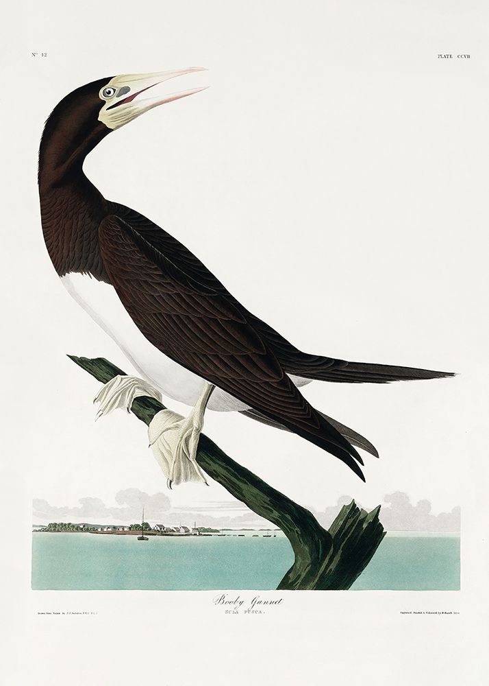 Booby Gannet From Birds of America (1827) art print by Pictufy for $57.95 CAD