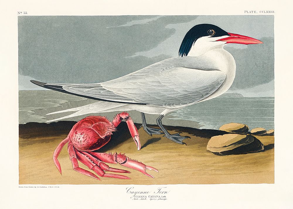 Cayenne Tern From Birds of America (1827) art print by Pictufy for $57.95 CAD