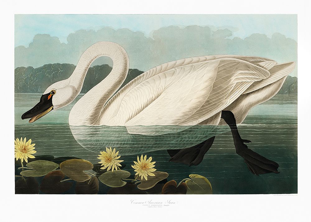 Common American Swan From Birds of America (1827) art print by Pictufy for $57.95 CAD