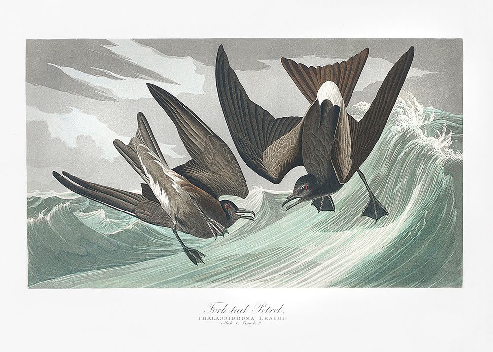 Fork Tailed Petrel From Birds of America (1827) art print by Pictufy for $57.95 CAD