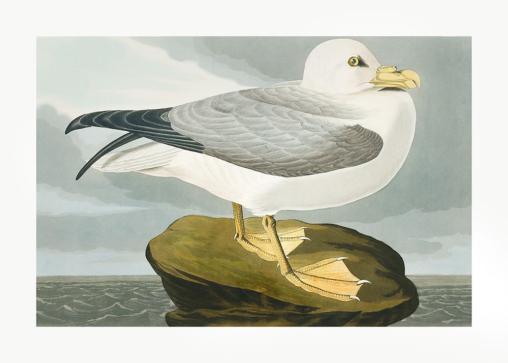 Fulmar Petrel From Birds of America (1827) art print by Pictufy for $57.95 CAD