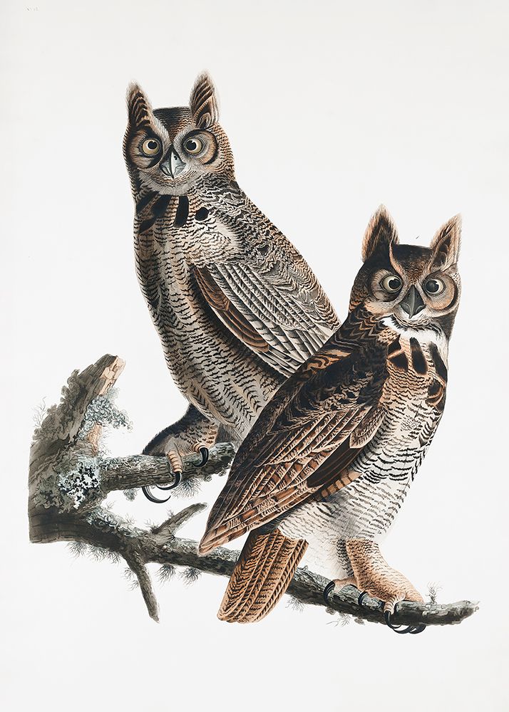 Great Horned Owl From Birds of America (1827) art print by Pictufy for $57.95 CAD